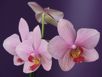 Is there anything you want to heal?