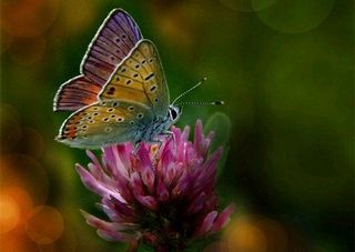 The butterfly knows …