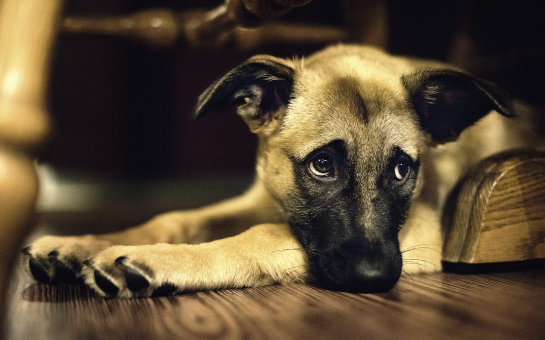 How to Overcome Grief and Loss of a Pet