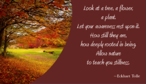 Peace of Mind Quote about Nature